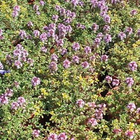 Thymus  'Doone Valley'